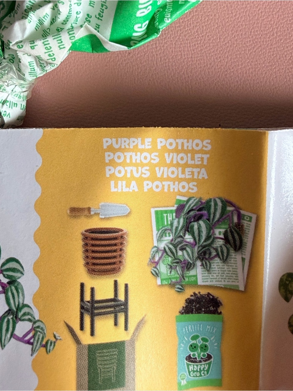 Make it mini lifestyle Purple Pothos